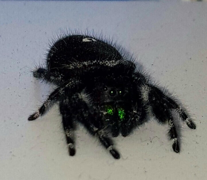 Jumping Spider